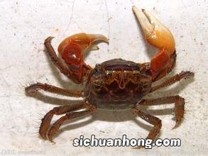 螃蟹怎么看死了