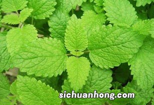 薄荷什么人不能吃