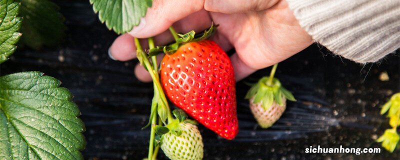 封闭阳台种草莓的技巧图片 封闭阳台种草莓的技巧