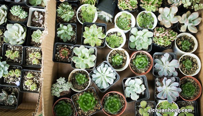 生石花怎么播种子 生石花怎么播种