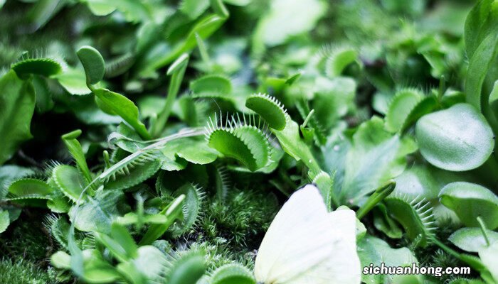 捕蝇草有毒吗,可以放在室内吗 捕蝇草有毒吗