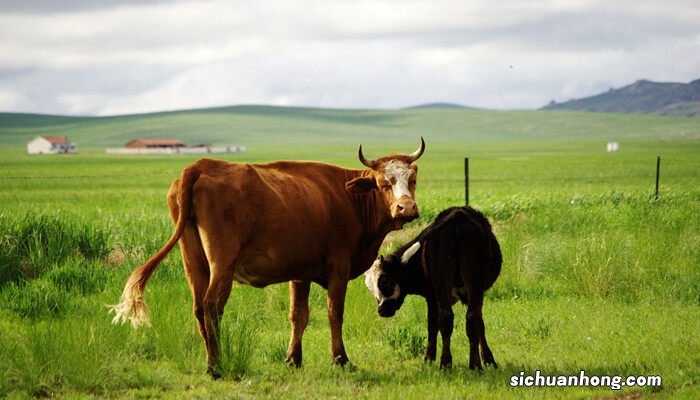 肉牛品种最好的有几种 肉牛品种
