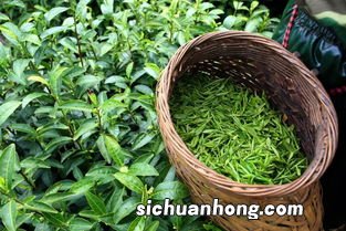 临安什么茶叶好