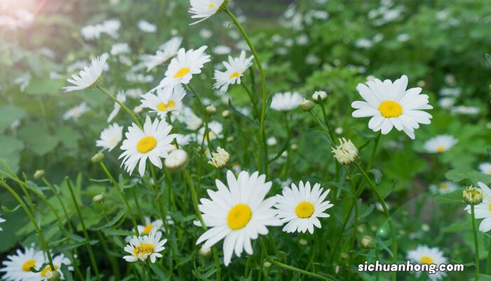 木春菊种植方法,木春菊花有什么功效 木春菊种植方法