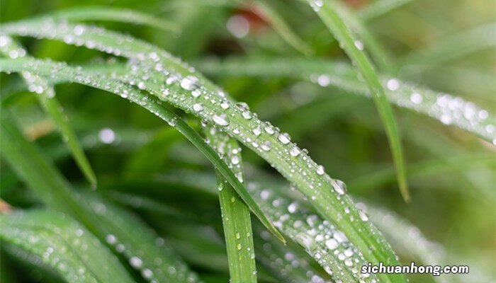 有性繁殖和无性繁殖的区别 有性繁殖和无性繁殖的区别