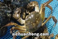 紫薯有什么营养价值?紫薯有什么作用?