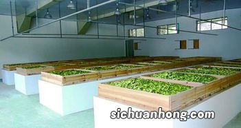 茶叶深加工是什么意思