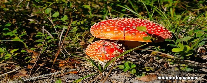 重阳菌可以人工种植吗有毒吗 重阳菌可以人工种植吗