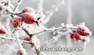 立冬突然降雪文案短句，下雪的文案长句