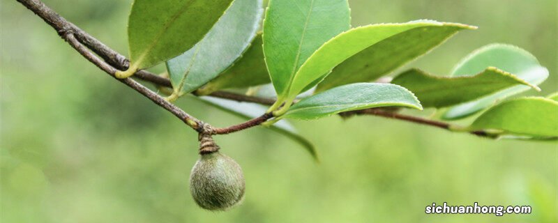 高产油茶品种排行 高产油茶品种