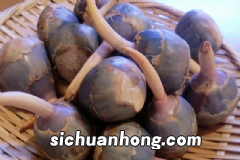 需要煮着吃的蔬菜有哪些?哪些蔬菜适合煮着吃?