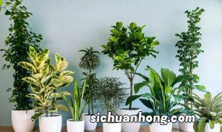 十种不宜在家养的花树 都有哪些植物