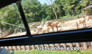 长沙高铁站到动物园怎么走 长沙高铁站到动物园路线