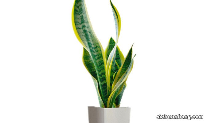 虎皮兰水培生根方法 扦插虎皮兰快速生根法