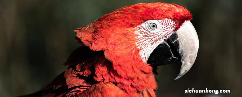 鹦鹉和八哥的区别哪个更愿意讲话 鹦鹉和八哥的区别