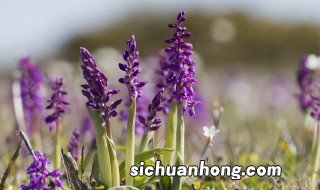 10月有什么花 哪些花在10月开花