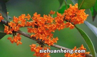 桂花诗词 都出自哪里呢