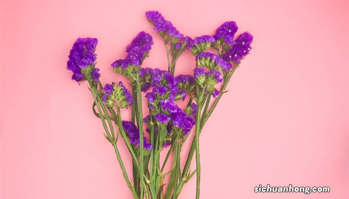 可以直接用自来水醒花吗 鲜花深水醒花泡一夜可以吗