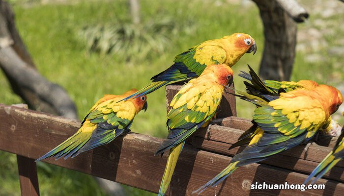 黄桃和绿桃杂交图片 绿桃鹦鹉怎么分雌雄