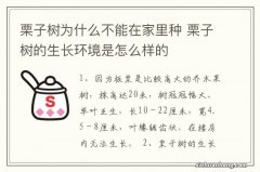 栗子树为什么不能在家里种 栗子树的生长环境是怎么样的