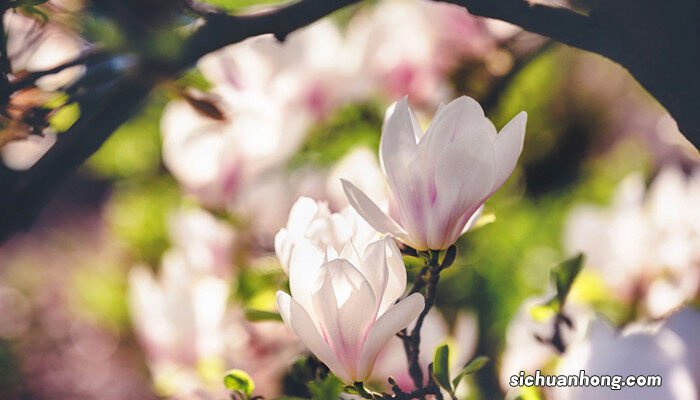 春天的植物有哪些图片 春天的植物有哪些
