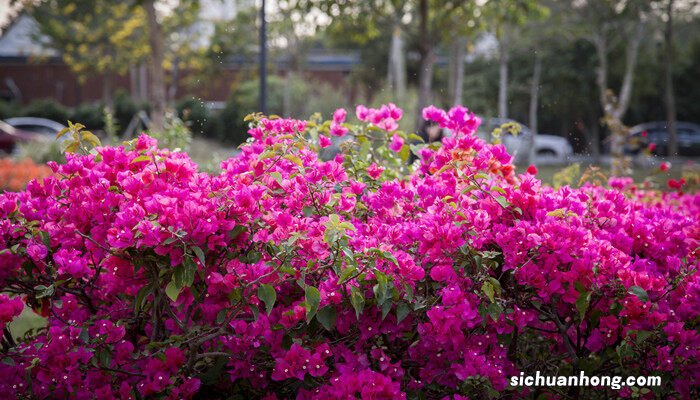 春天的植物有哪些图片 春天的植物有哪些