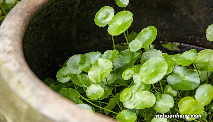 金钱草泡水能天天喝吗可以喝多长时间 金钱草泡水能天天喝吗