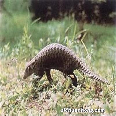 穿山甲的功效与作用是什么