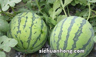 西瓜籽怎么种 西瓜籽种植方法