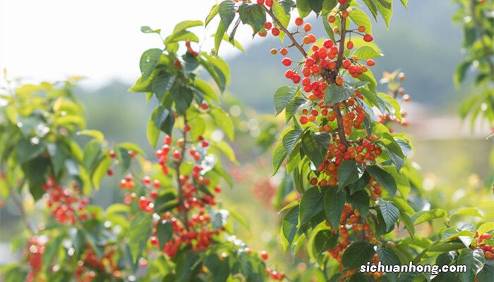 樱桃核能种出樱桃树吗视频 樱桃核怎么种植方法