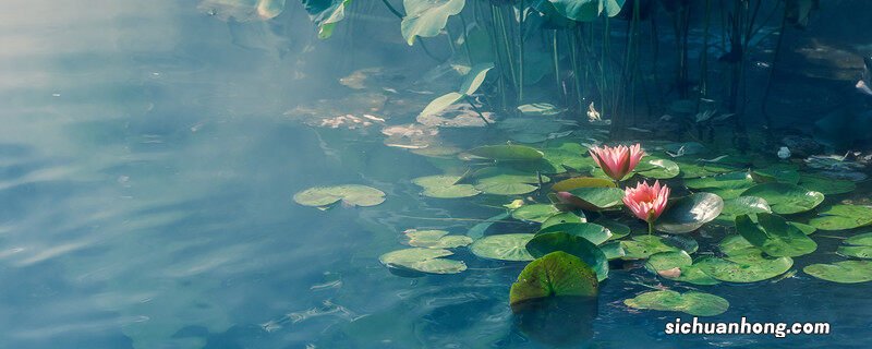 家里养荷花不吉利吗为什么 家里养荷花不吉利吗