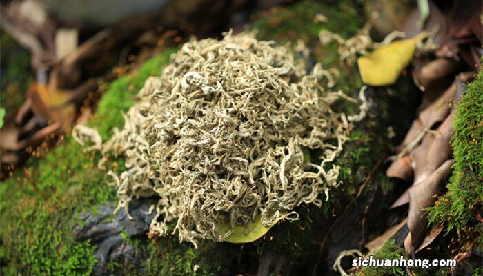 艾草有几种品种图片 艾草有几种品种