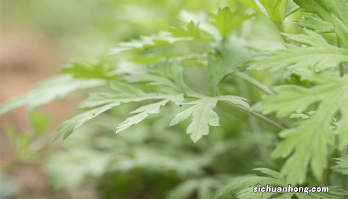 艾草有几种品种图片 艾草有几种品种