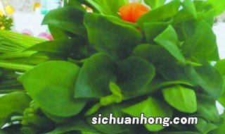 餐桌适合摆放什么植物好 餐桌上可摆放的盆栽植物有哪些