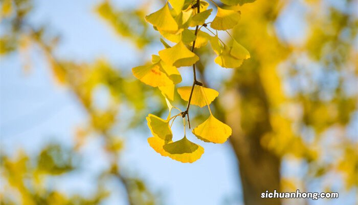 韶关南雄银杏几月份最好看 韶关南雄银杏几月份看最好