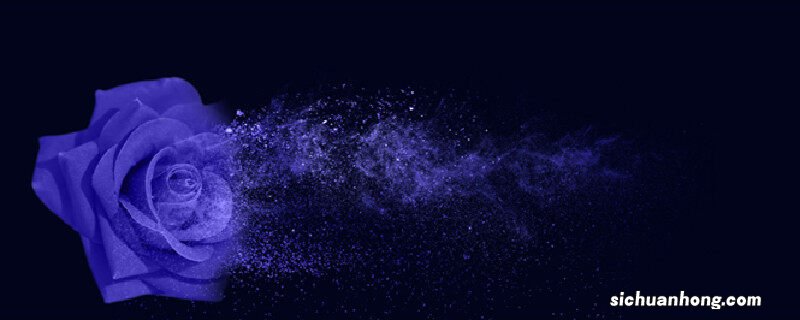 十朵蓝色妖姬的花语是什么意思