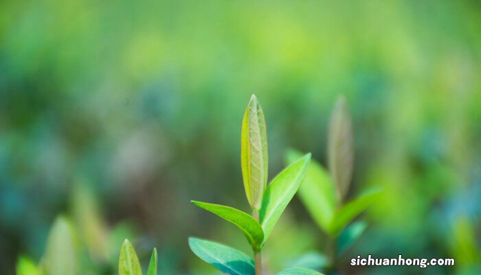 碰碰香的花语是什么 碰碰香的花语