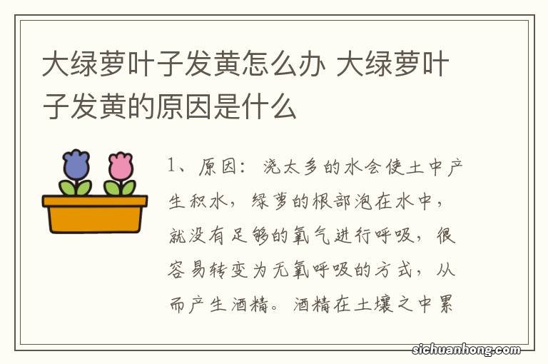 大绿萝叶子发黄怎么办 大绿萝叶子发黄的原因是什么