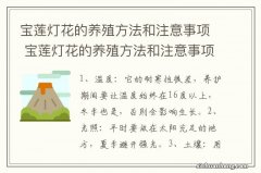 宝莲灯花的养殖方法和注意事项 宝莲灯花的养殖方法和注意事项简述