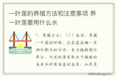 一叶莲的养殖方法和注意事项 养一叶莲要用什么水