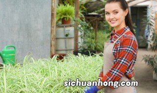 植物什么季节宜修剪 植物修剪什么季节最佳