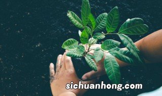 植物换盆什么季节好 植物在什么季节换盆比较好