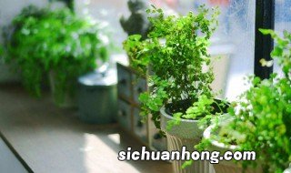 房间适合放什么植物 适合放房间的植物有哪些