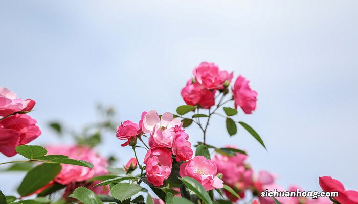 月季花品种大全图解 月季花品种大全