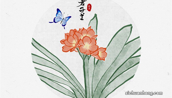 君子兰烂根原因及防治方法 君子兰烂根原因及防治