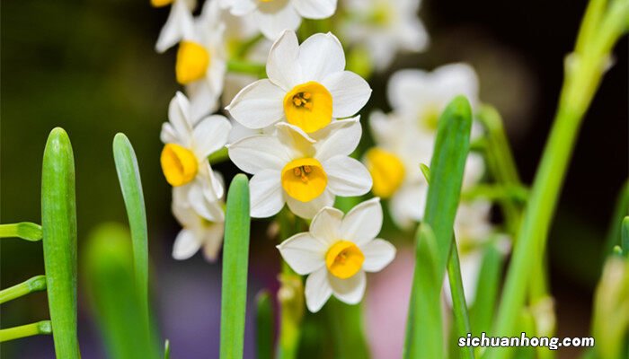 水仙花图片 水仙花的香味有毒吗