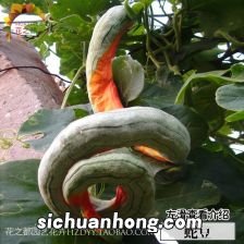 种植蛇豆角要什么条件