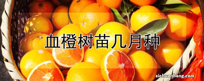 血橙树苗几月种