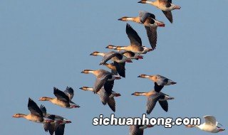 大雁飞行时为什么要排队 大雁飞行时要排队的原因