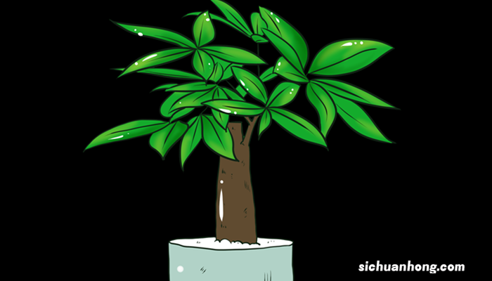 客厅里放什么植物旺财最好 客厅里放什么植物旺财